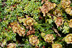 Zweiblütiger Steinbrech (Saxifraga biflora) (C171895) Zweiblütiger Steinbrech (Saxifraga biflora) (C171895)