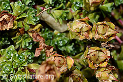 Zweiblütiger Steinbrech (Saxifraga biflora) (C171896) Zweiblütiger Steinbrech (Saxifraga biflora) (C171896)