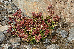 Zweiblütiger Steinbrech (Saxifraga biflora) (C171898) Zweiblütiger Steinbrech (Saxifraga biflora) (C171898)