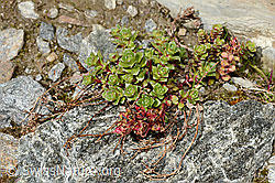 Zweiblütiger Steinbrech (Saxifraga biflora) (C171899) Zweiblütiger Steinbrech (Saxifraga biflora) (C171899)