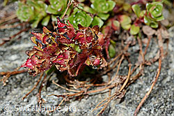Zweiblütiger Steinbrech (Saxifraga biflora) (C171900) Zweiblütiger Steinbrech (Saxifraga biflora) (C171900)