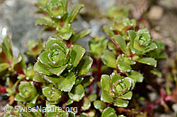 Zweiblütiger Steinbrech (Saxifraga biflora) (C171901) Zweiblütiger Steinbrech (Saxifraga biflora) (C171901)