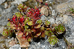 Zweiblütiger Steinbrech (Saxifraga biflora) (C171902) Zweiblütiger Steinbrech (Saxifraga biflora) (C171902)
