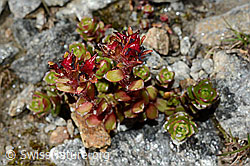 Zweiblütiger Steinbrech (Saxifraga biflora) (C171904) Zweiblütiger Steinbrech (Saxifraga biflora) (C171904)