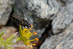 Zaphne ambigua (Blumenfliege) auf Alpen-Bruchkraut (Herniaria alpina)