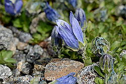 Mont Cenis-Glockenblume (Campanula cenisia) (C171936)