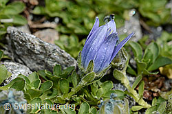 Mont Cenis-Glockenblume (Campanula cenisia) (C171939)