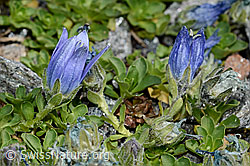Mont Cenis-Glockenblume (Campanula cenisia) (C171940)