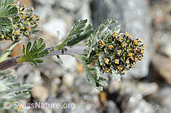 Artemisia genipi (C171948)