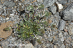 Artemisia genipi (C171951)