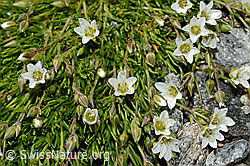 Frühlings-Miere (Minuartia verna) (C171952) Frühlings-Miere (Minuartia verna) (C171952)