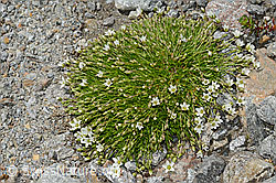 Frühlings-Miere (Minuartia verna) (C171953) Frühlings-Miere (Minuartia verna) (C171953)