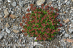 Zweiblütiger Steinbrech (Saxifraga biflora) (C171961) Zweiblütiger Steinbrech (Saxifraga biflora) (C171961)