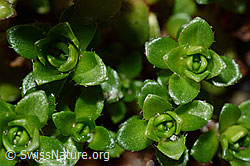 Zweiblütiger Steinbrech (Saxifraga biflora) (C171963) Zweiblütiger Steinbrech (Saxifraga biflora) (C171963)