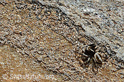 Attulus longipes (Springspinne) (08.2020, C172093)