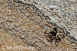 Photo: Attulus longipes (Springspinne)