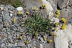 Alpen-Wundklee (Anthyllis vulneraria ssp. alpestris) (08.2020, C172103)