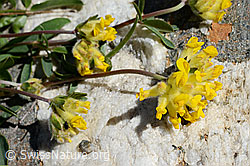 Alpen-Wundklee (Anthyllis vulneraria ssp. alpestris) (08.2020, C172104)