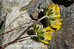 Alpen-Wundklee (Anthyllis vulneraria ssp. alpestris) (08.2020, C172106)