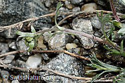 Echte Edelraute (Artemisia umbelliformis) (08.2020, C172115)