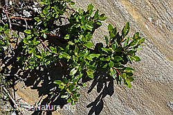 Stink-Weide (Salix foetida) (C172118) Stink-Weide (Salix foetida) (C172118)