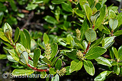 Stink-Weide (Salix foetida) (08.2020, C172122)
