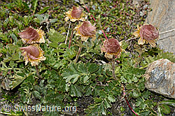 Kriechende Berg-Nelkenwurz (Geum reptans) (08.2020, C172159)