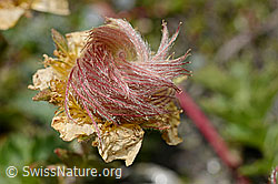 Kriechende Berg-Nelkenwurz (Geum reptans) (08.2020, C172160)
