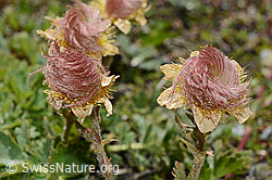 Geum reptans (C172161)