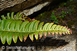 Lanzenfarn (Polystichum lonchitis) (08.2020, C172211)