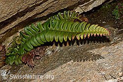 Lanzenfarn (Polystichum lonchitis) (08.2020, C172212)