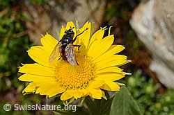 Tachina magnicornis (Raupenfliege) auf Grossköpfiger Gämswurz (Doronicum grandiflorum) (C172213) Tachina magnicornis (Raupenfliege) auf Grossköpfiger Gämswurz (Doronicum grandiflorum) (C172213)