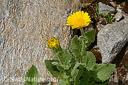 Grossköpfige Gämswurz (Doronicum grandiflorum) (08.2020, C172214)
