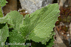 Doronicum grandiflorum (C172215)