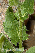 Doronicum grandiflorum (C172216)