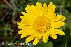 Grossköpfige Gämswurz (Doronicum grandiflorum) (08.2020, C172219)