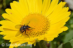 Fliege auf Blüte der Grossköpfigen Gämswurz (Doronicum grandiflorum) (C172220) Fliege auf Blüte der Grossköpfigen Gämswurz (Doronicum grandiflorum) (C172220)