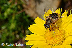Mistbiene (Eristalis tenax) auf Grossköpfigem Gämswurz (Doronicum grandiflorum) (C172222) Mistbiene (Eristalis tenax) auf Grossköpfigem Gämswurz (Doronicum grandiflorum) (C172222)