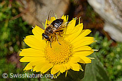 Mistbiene (Eristalis tenax) auf Grossköpfigem Gämswurz (Doronicum grandiflorum) (C172223) Mistbiene (Eristalis tenax) auf Grossköpfigem Gämswurz (Doronicum grandiflorum) (C172223)