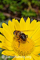 Mistbiene (Eristalis tenax) auf Grossköpfigem Gämswurz (Doronicum grandiflorum) (C172227) Mistbiene (Eristalis tenax) auf Grossköpfigem Gämswurz (Doronicum grandiflorum) (C172227)