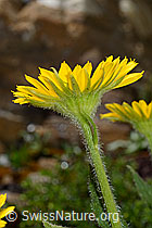 Doronicum grandiflorum (C172231)