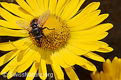 Tachina magnicornis (Raupenfliege) auf Grossköpfiger Gämswurz (Doronicum grandiflorum) (C172233) Tachina magnicornis (Raupenfliege) auf Grossköpfiger Gämswurz (Doronicum grandiflorum) (C172233)