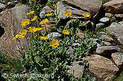 Doronicum grandiflorum (C172238)