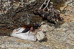 Schwarze Schlupfwespe (Pimpla rufipes) (08.2020, C172246)