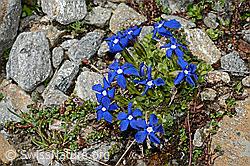 Rundblättriger Enzian (Gentiana orbicularis) (08.2020, C172247)