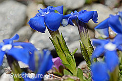 Rundblättriger Enzian (Gentiana orbicularis) (08.2020, C172248)