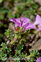 Gegenblättriger Steinbrech (Saxifraga oppositifolia) (C172256) Gegenblättriger Steinbrech (Saxifraga oppositifolia) (C172256)