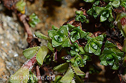 Gegenblättriger Steinbrech (Saxifraga oppositifolia) (C172257) Gegenblättriger Steinbrech (Saxifraga oppositifolia) (C172257)
