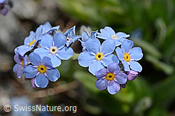 Alpen-Vergissmeinnicht (Myosotis alpestris) (08.2020, C172283)