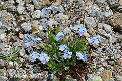 Alpen-Vergissmeinnicht (Myosotis alpestris) (08.2020, C172285)